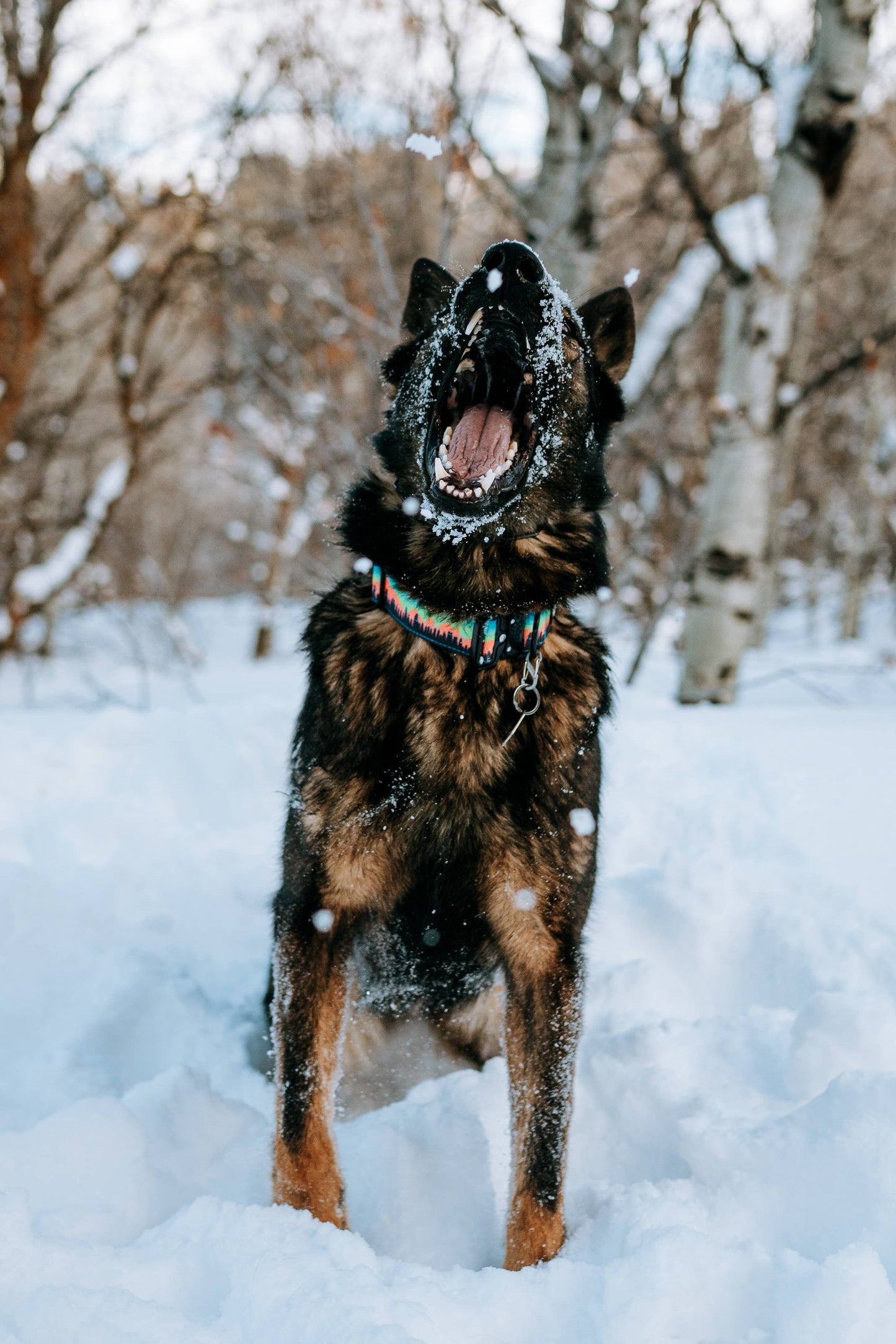 Mountain Sunset Dog Collar