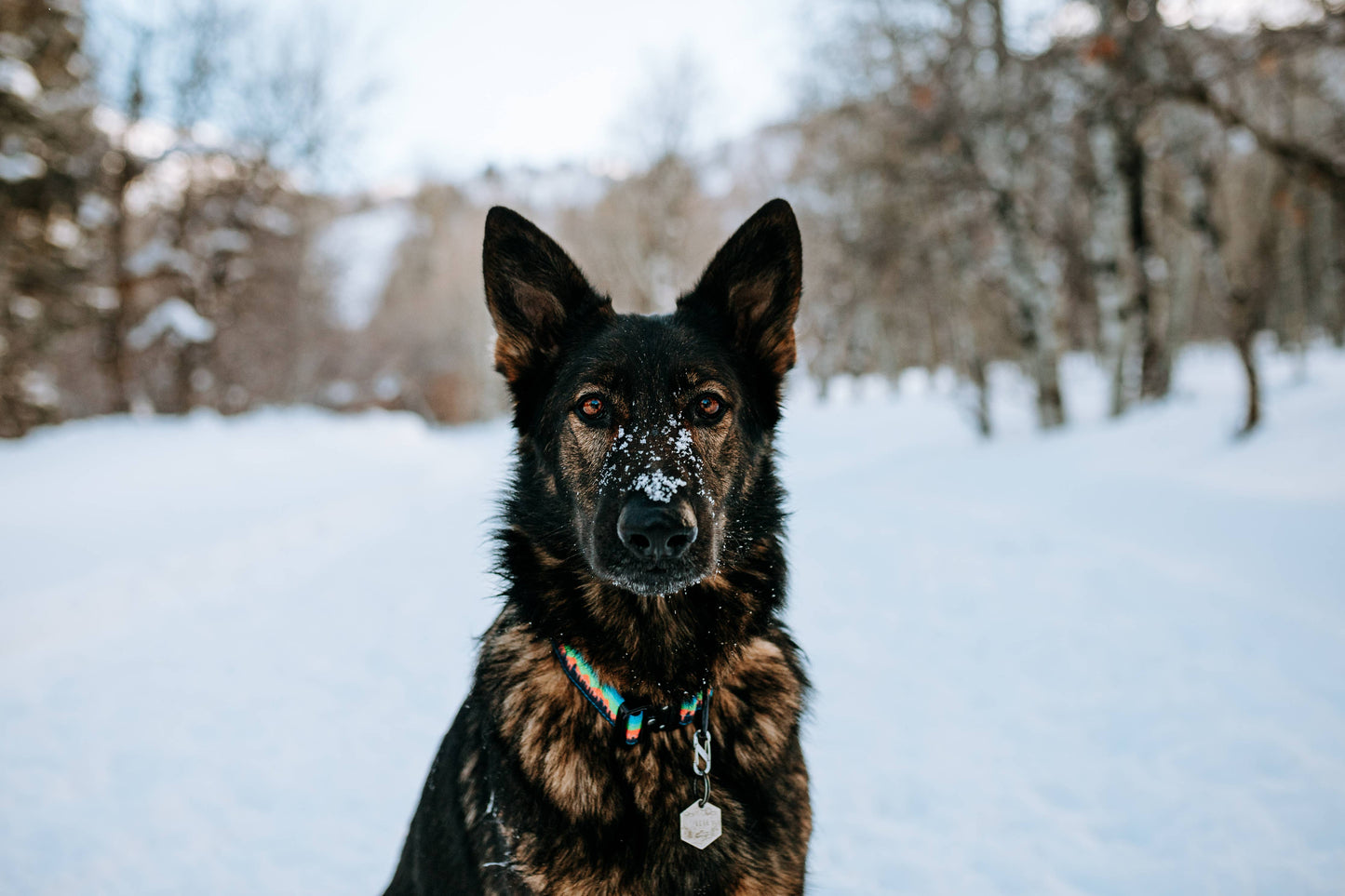 Mountain Sunset Dog Collar