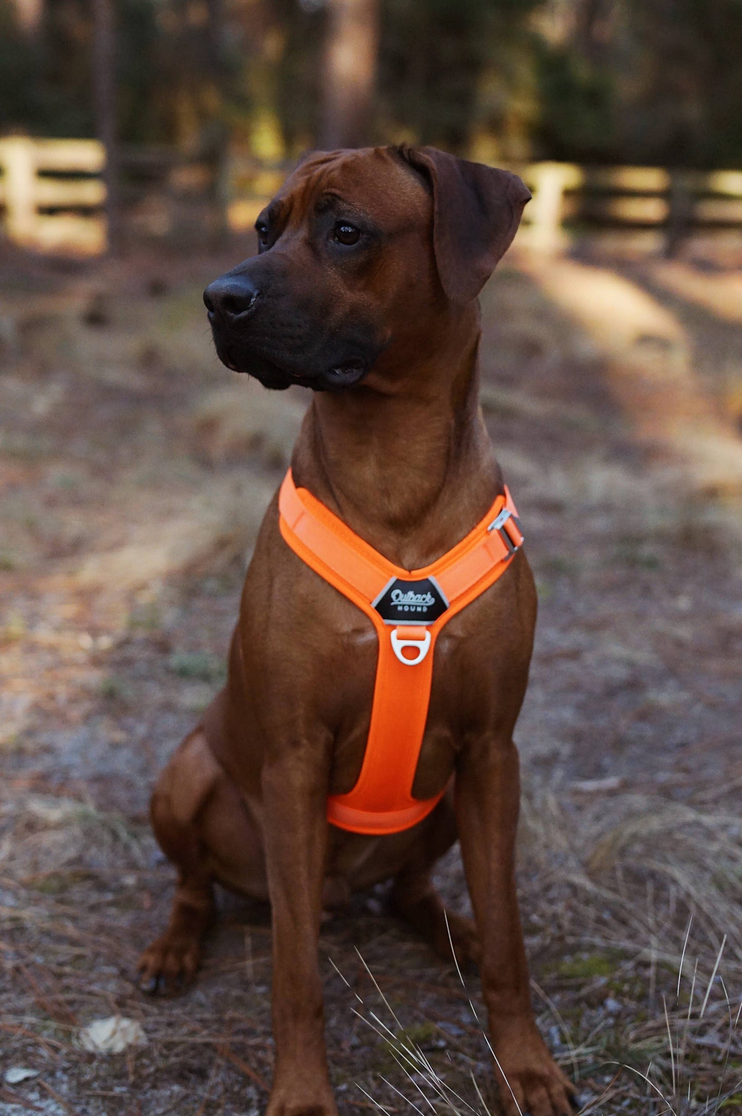 Hunter Orange - Ultra Lite Comfort Harness